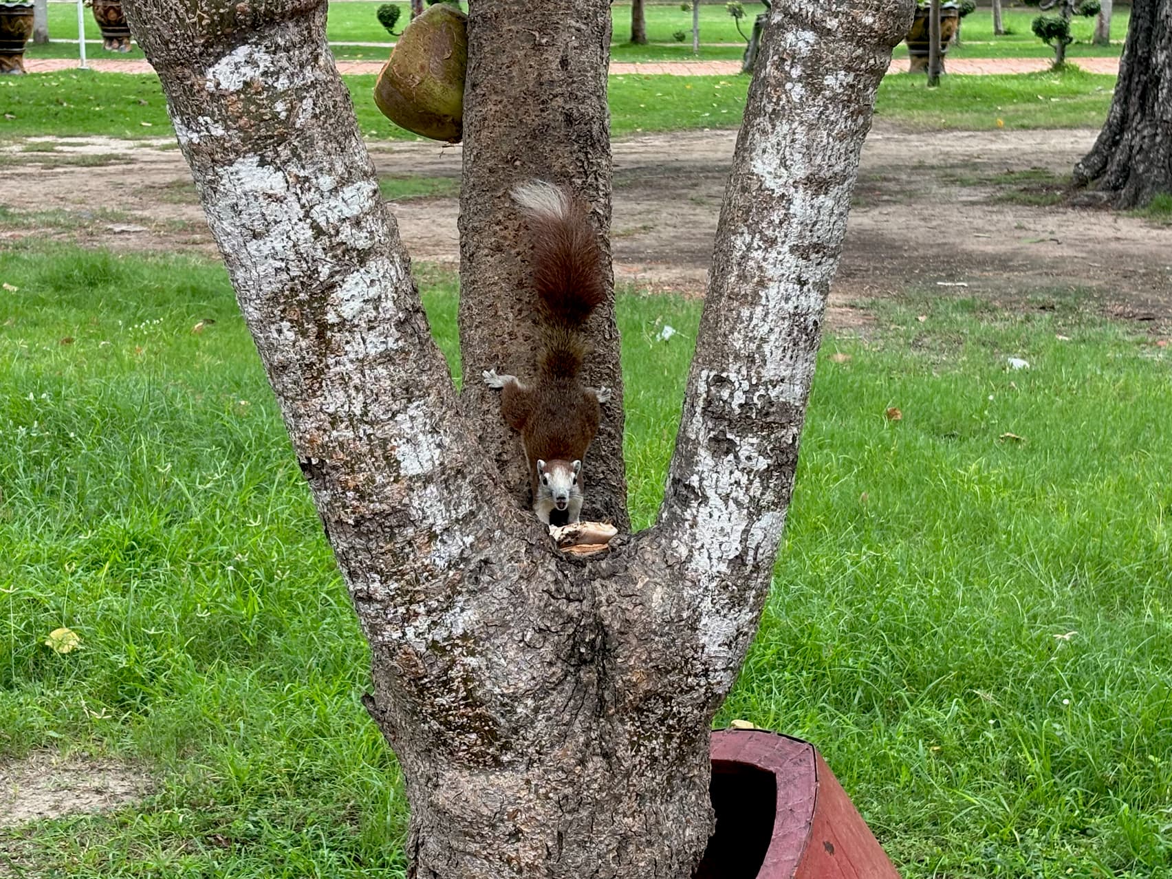 A squirrel with reddish-brown fur and a white belly is on a tree trunk.